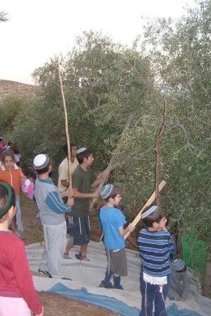 מסיק זיתים