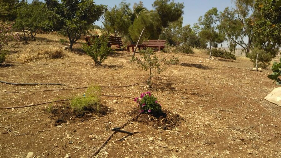 חורשת גרינפלד